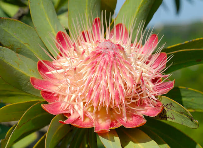 Protea White Ruby