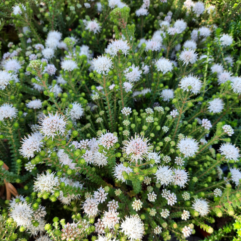 Agathosma Ciliaris