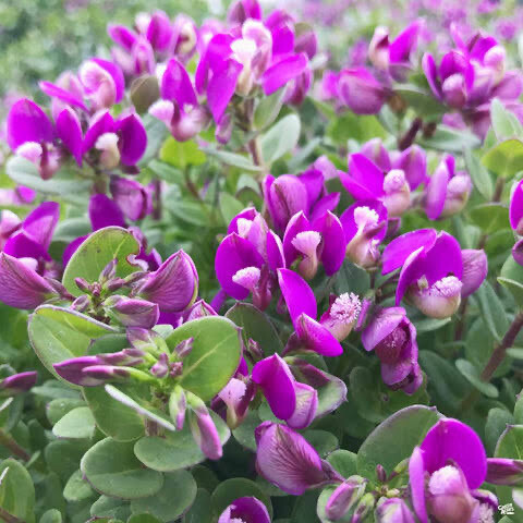Polygala Petit Butterfly