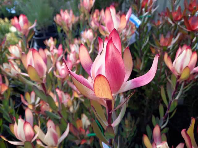 Leucadendron Senorita