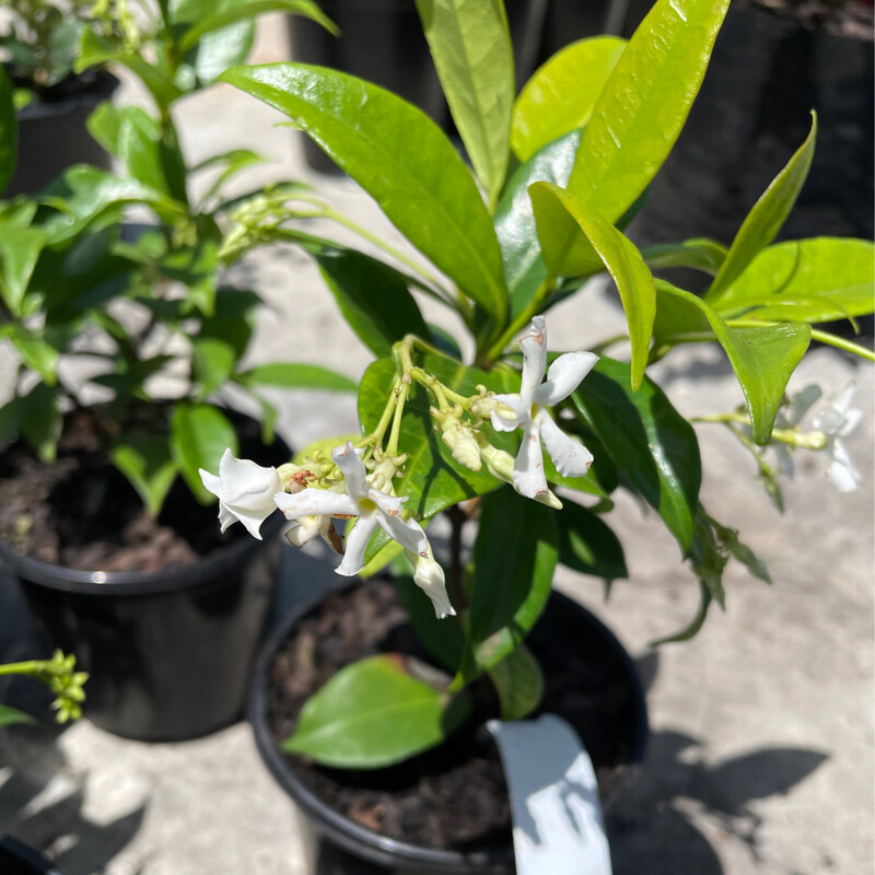 Trachelospermum Jasminoides