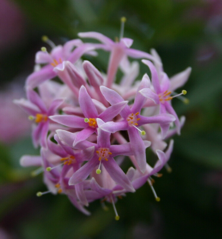 Dais Cotinofolia
