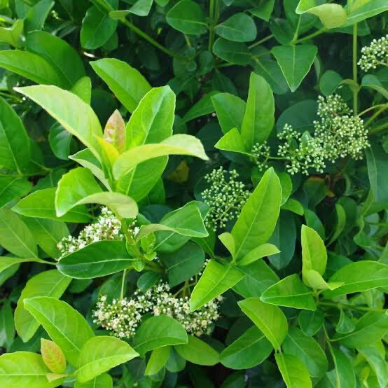 Viburnum Odoratissimum (sinensis)