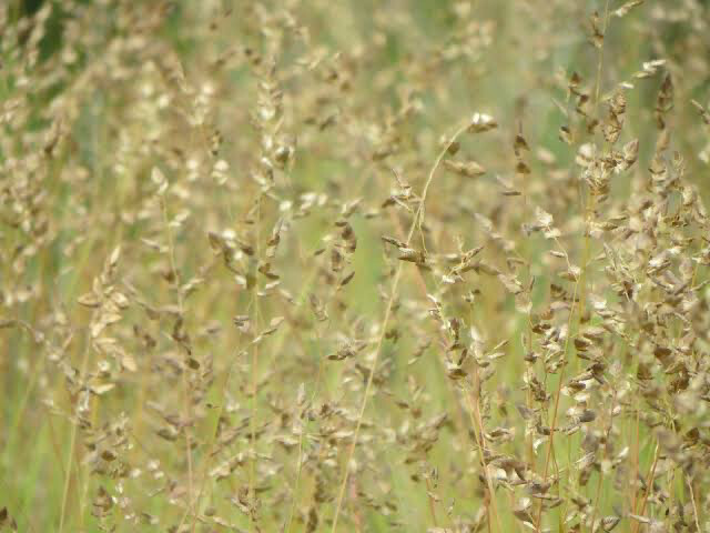 Eragrostis Capensis