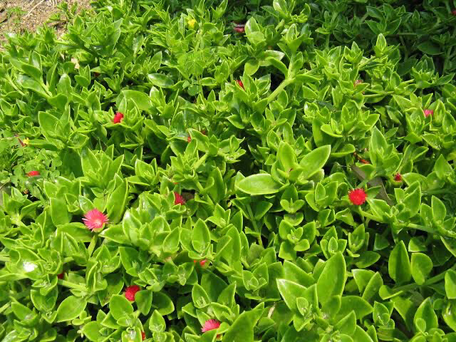 Aptenia Cordifolia Red