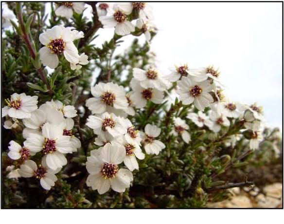 Eriocephalus Pedunculata Pink Blush