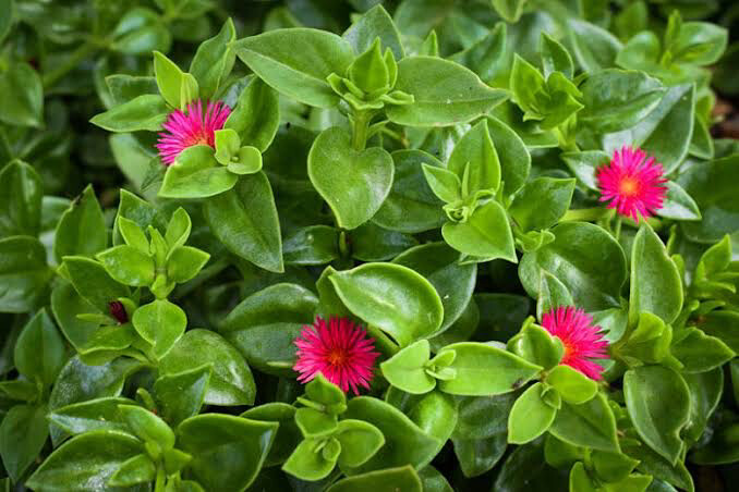 Aptenia Cordifolia Pink