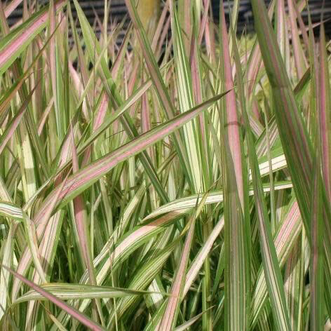Phalaris Arundinacea Strawberry And Cream