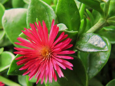 Aptenia Cordifolia Red