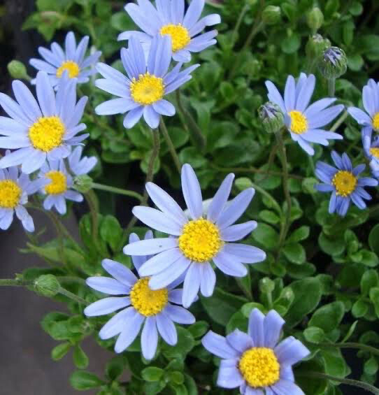 Felicia Pinwheel Periwinkle Blue