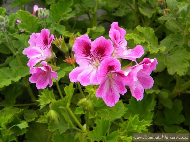 Pelargonium Cucullatum