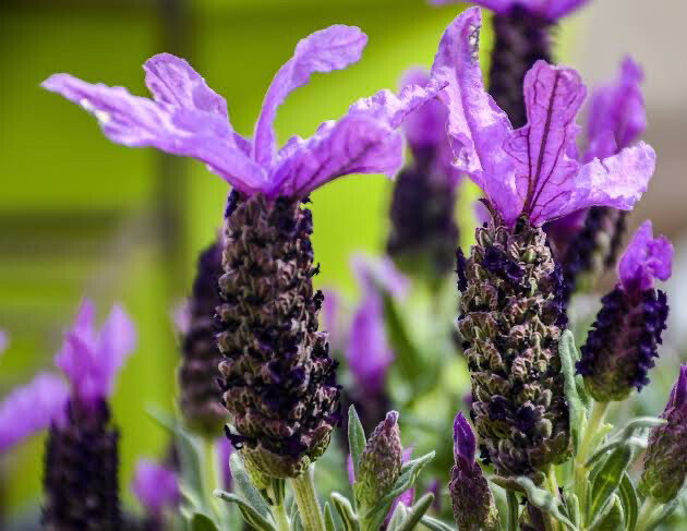 Lavandula Dentata Royal Crown