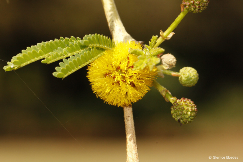 Vachellia Karoo