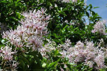 Calodendrum Capense