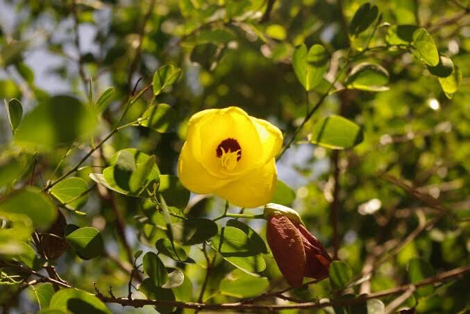Bauhinia Tomentosa