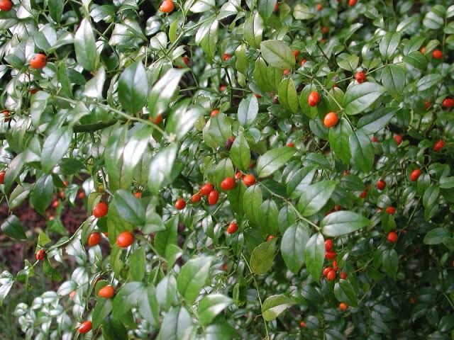 Cassinopsis illicifolia