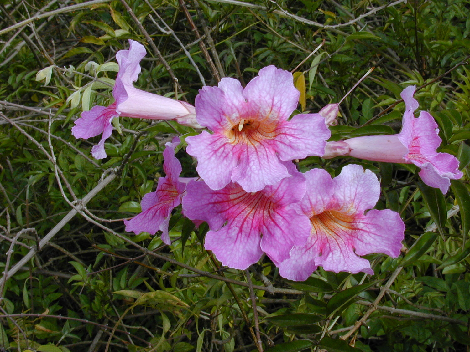 Podranea Ricasoliana