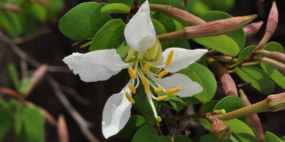 Bauhinia bowkeri