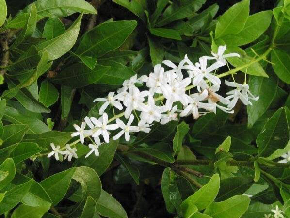 Petrea White