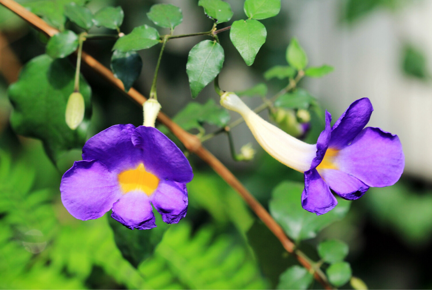 Thunbergia Erecta