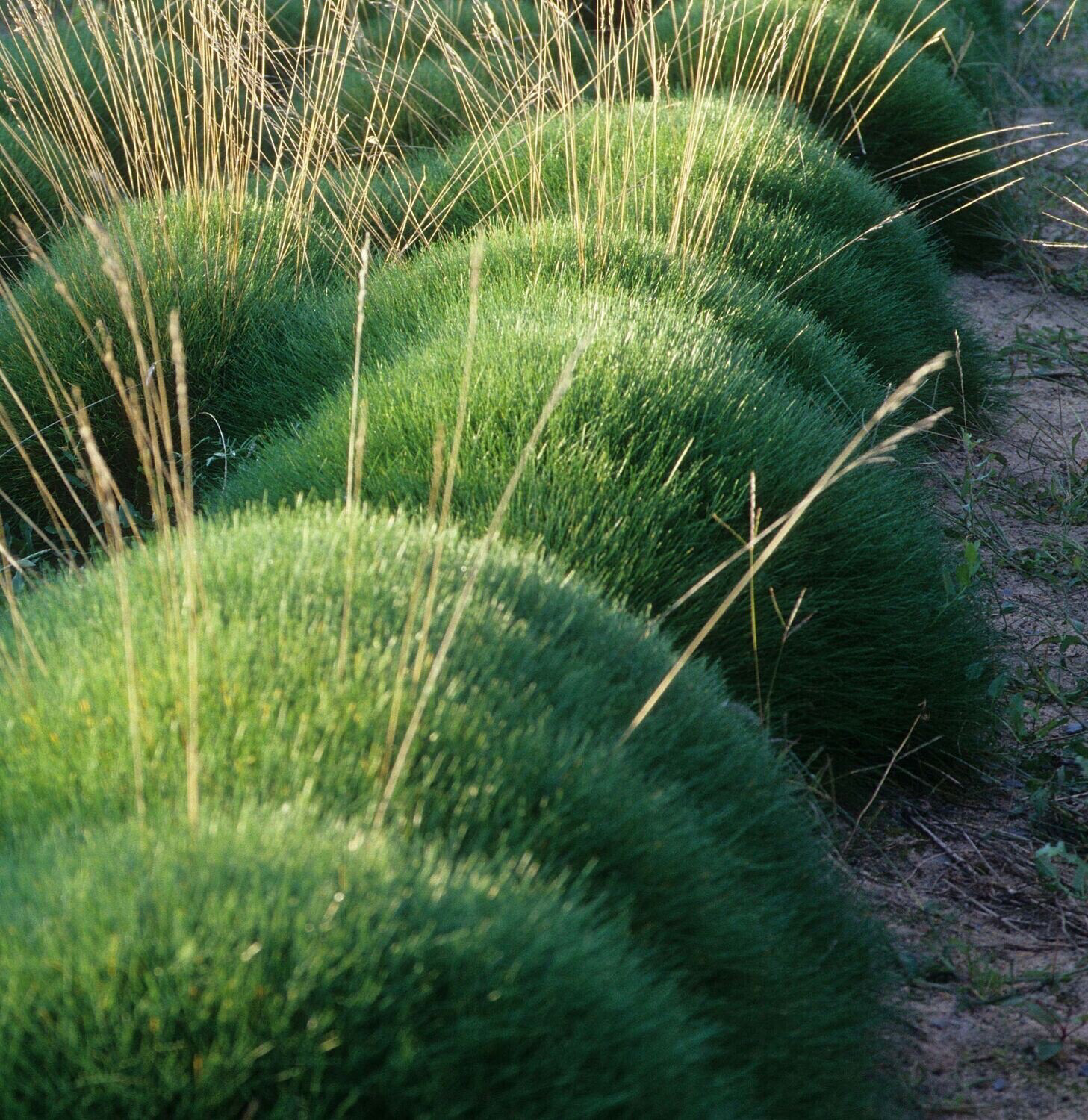 Festuca Gautieri