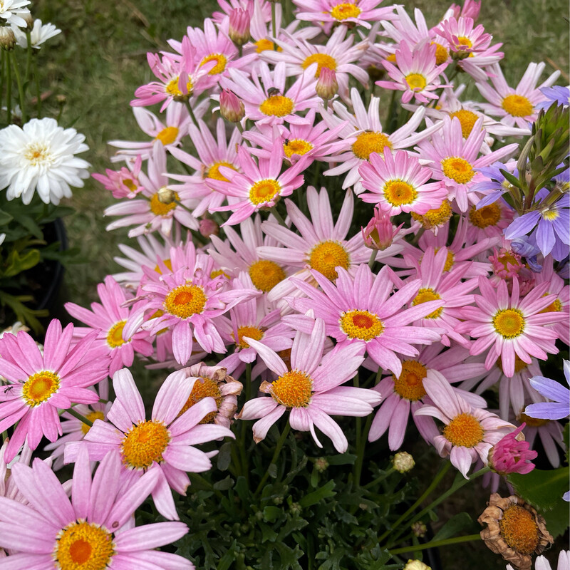 Argyranthemum Madeira Giant Pink