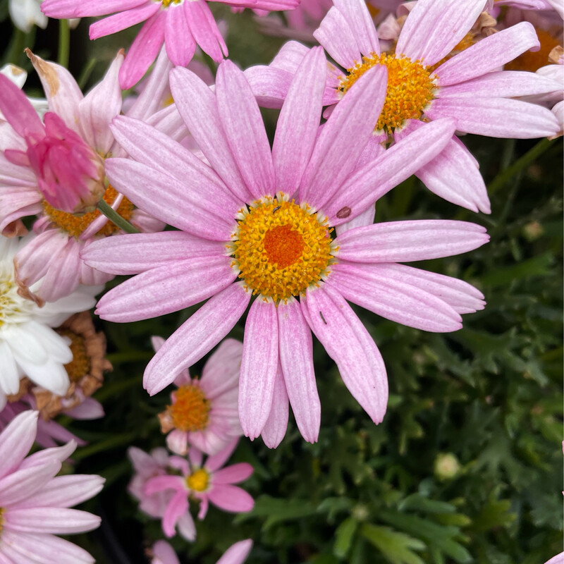 Argyranthemum Madeira Giant Pink