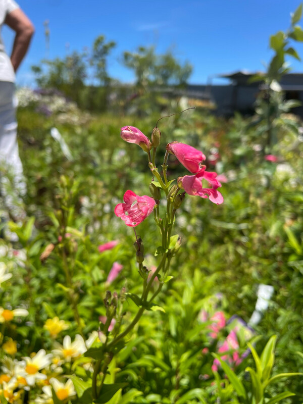 Penstemon Blush Pink