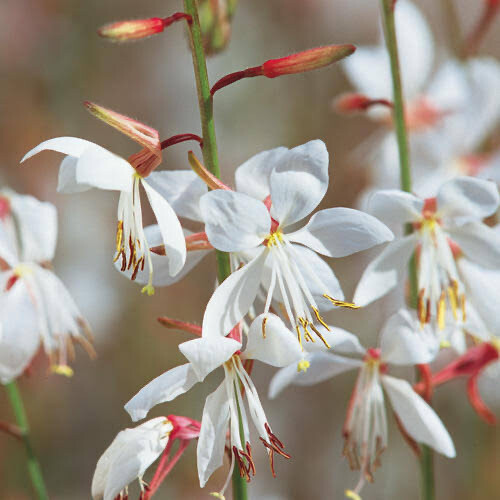 Gaura Compact White