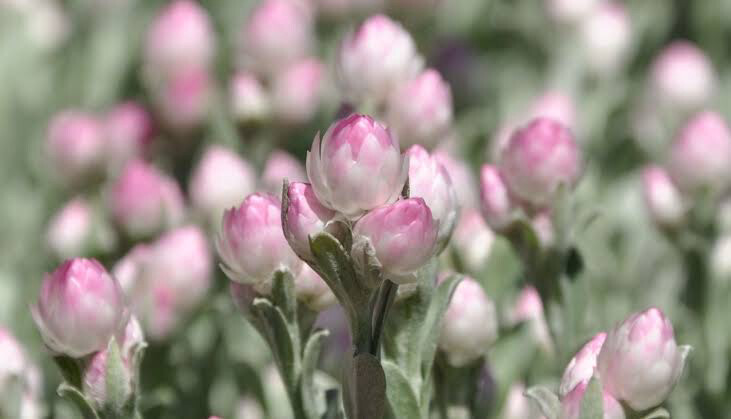 Syncarpa Agryropsis Pink Bud
