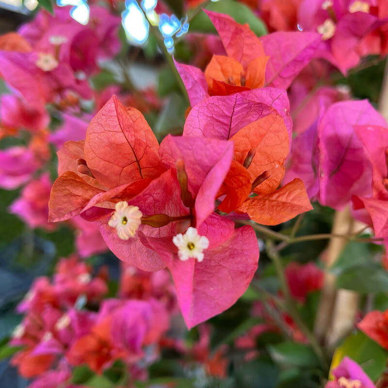 Bougainvillea Rosenka