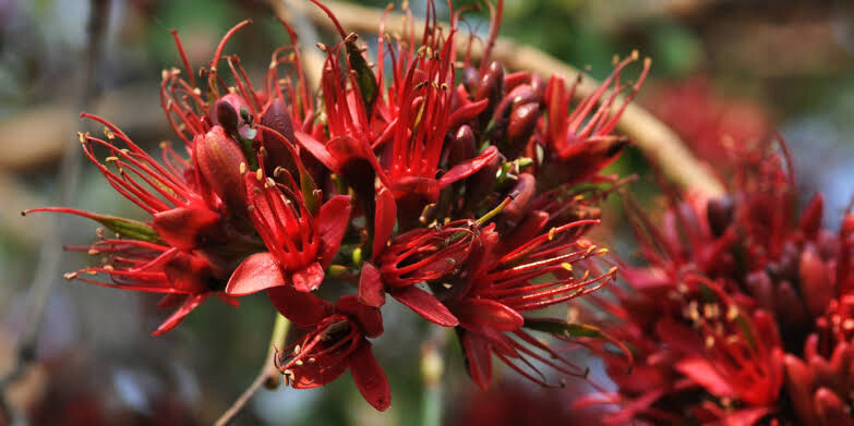 Schotia Brachypetala