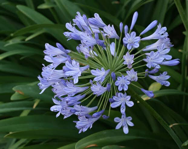 Agapanthus Praecox ’Blue Ice’