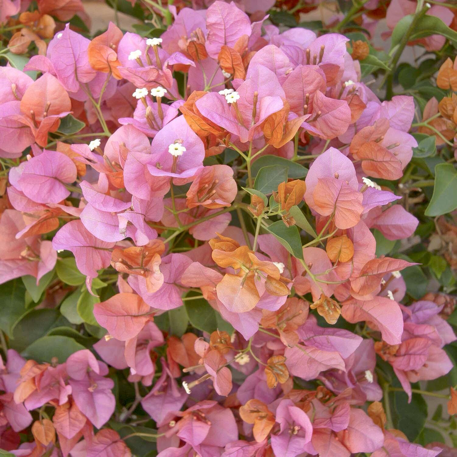 Bougainvillea Rosenka