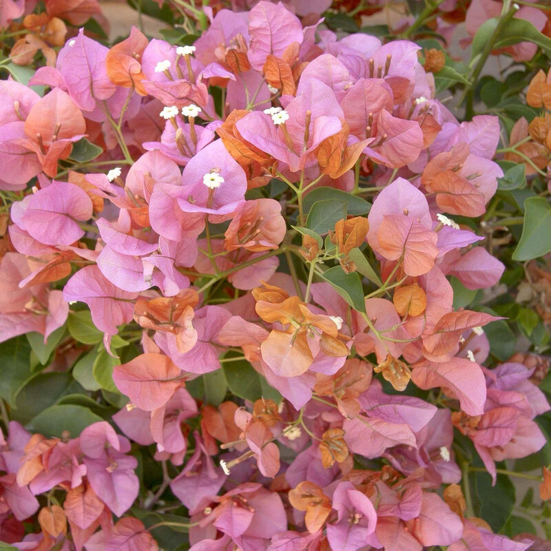 Bougainvillea Rosenka