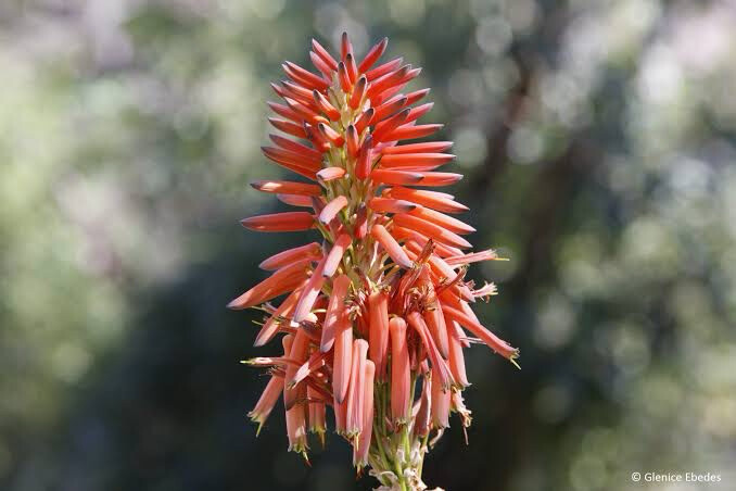 Aloidendron arborescens