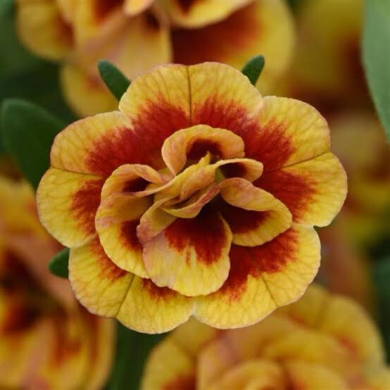 Calibrachoa Double Orangetastic