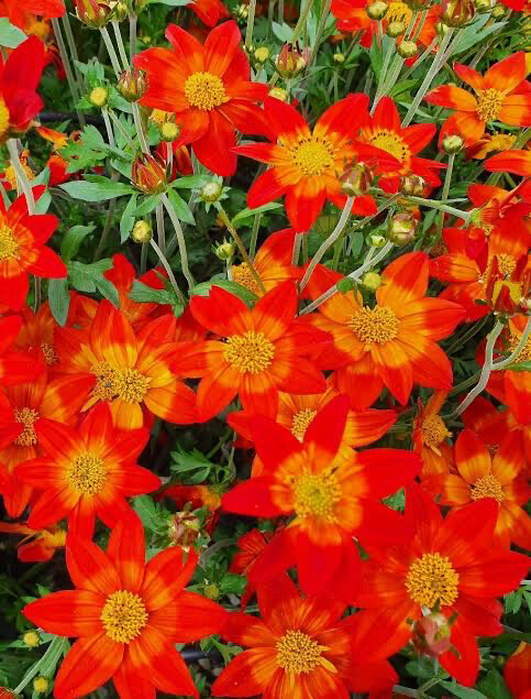 Bidens Nice And Spicy