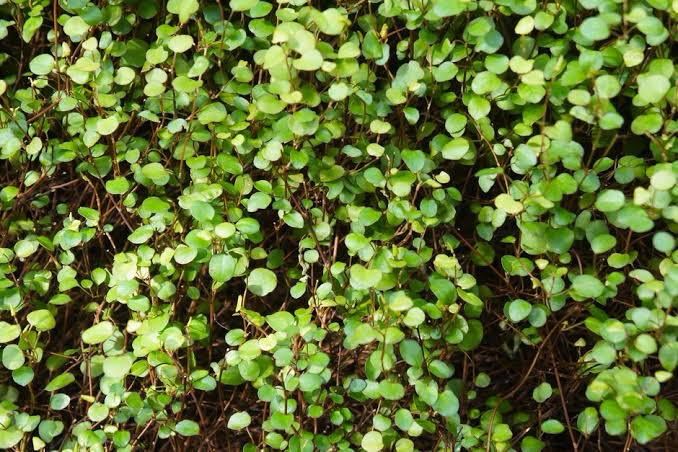 Muehlenbeckia Complexa