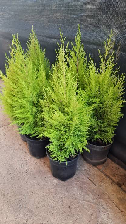 Cupressus macrocarpa Wilma