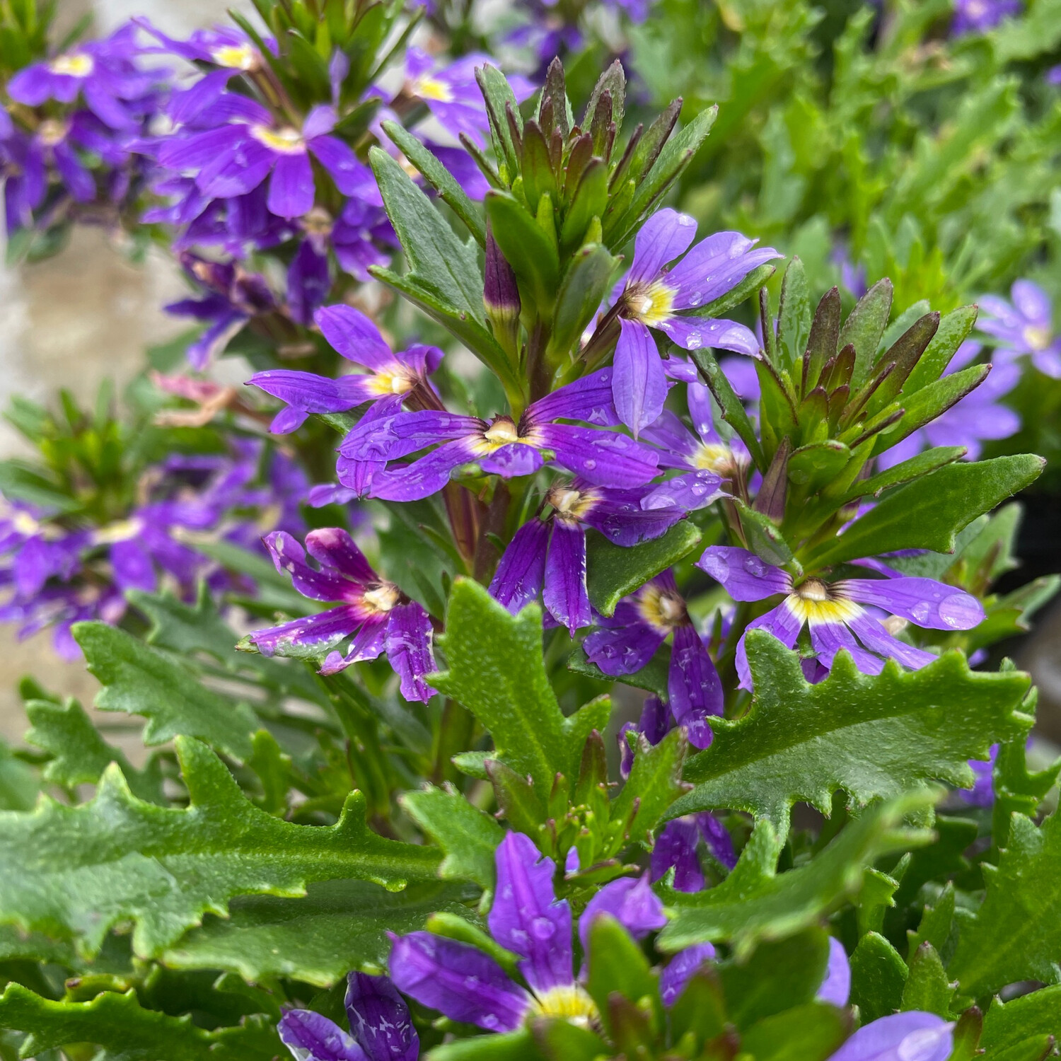 Scaevola Touch Indigo