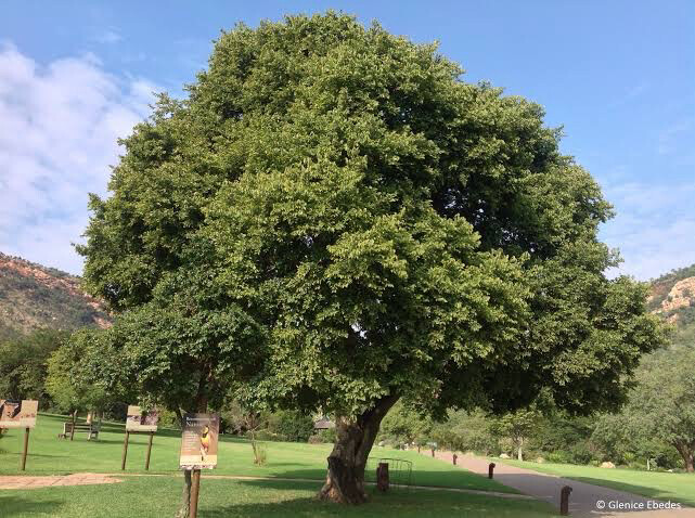 Celtis Africana