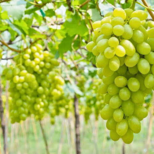 Grape Hanepoot