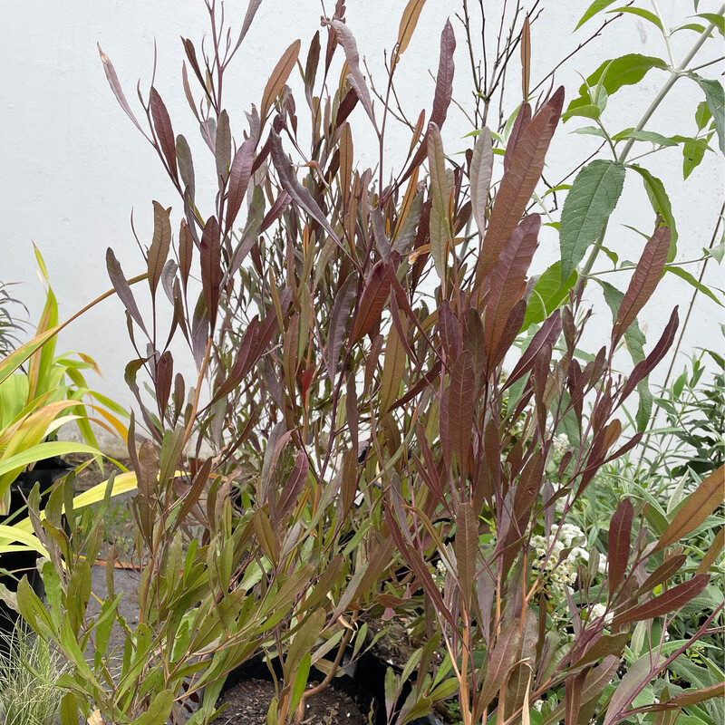 Dodonaea Purpurea