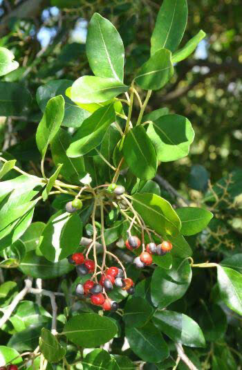 Apodytes dimidiata