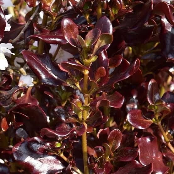 Coprosma Repens Pacific Night