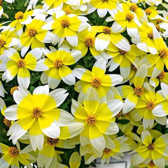 Bidens PW Spicy Electric White