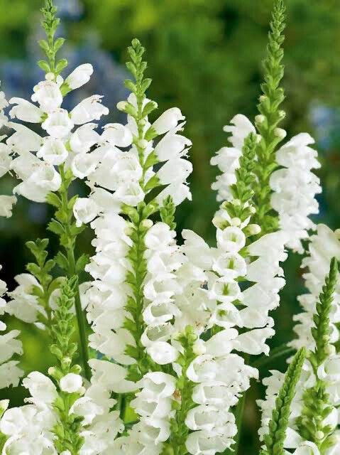 Physostegia &#39;Crystal Peak White&#39;