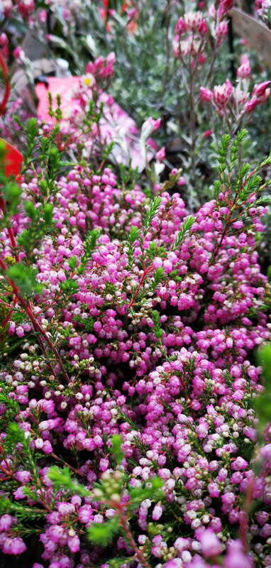 Erica Fairy Bells