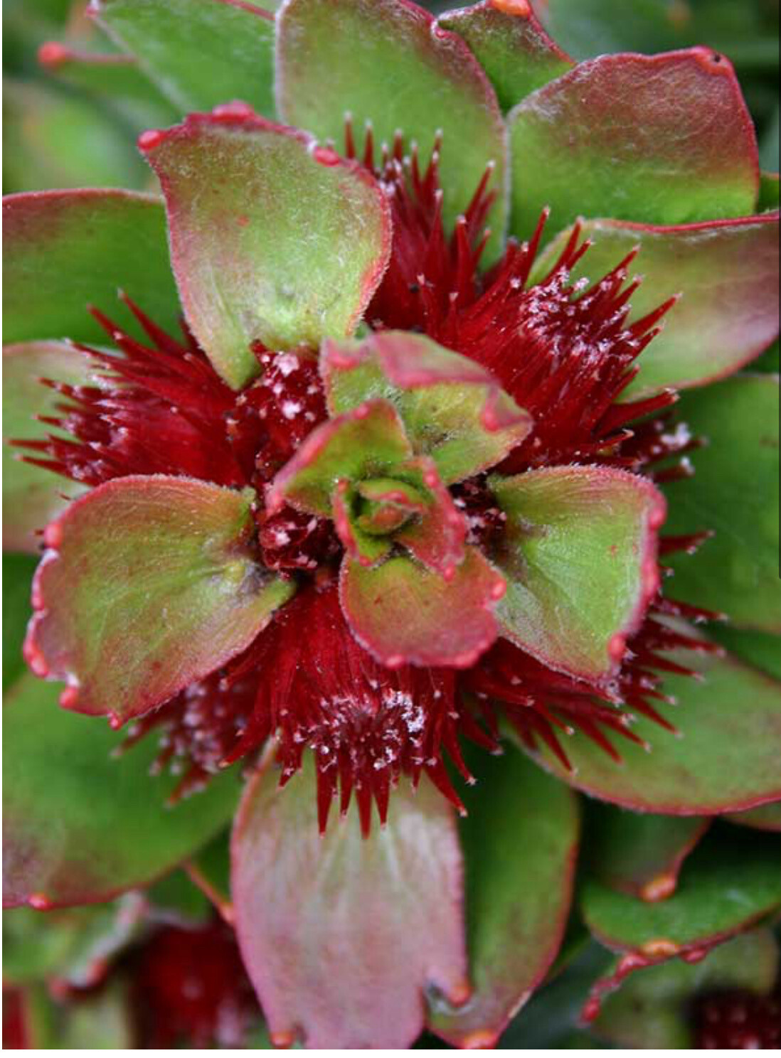 Leucospermum Calypso Red